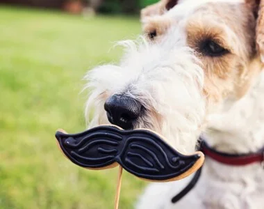 Perché i cani hanno i baffi