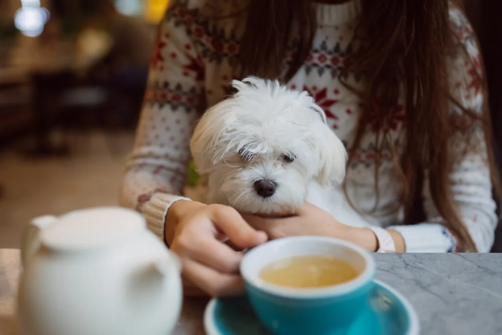 beautiful woman is holding her cute dog drinking coffee smiling cafe