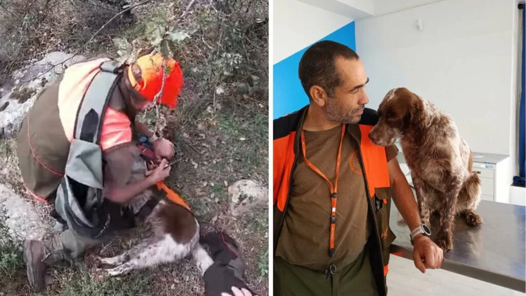 cacciatore salva vita cane taglia orecchio