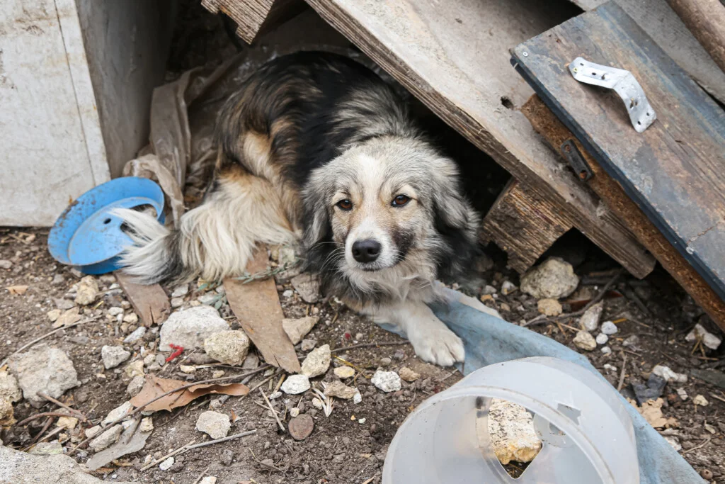 stray dog wooden planks abandoned area with sad eyes animal welfare social photo