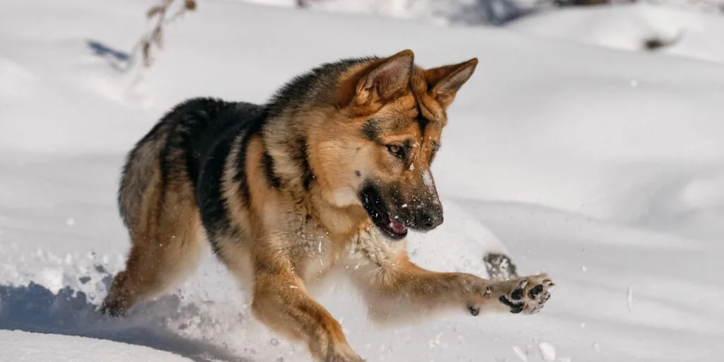 Camminare con il cane su neve e ghiaccio - Guida e consigli utili 1 Camminare con il cane su neve e ghiaccio Guida e consigli utili 1