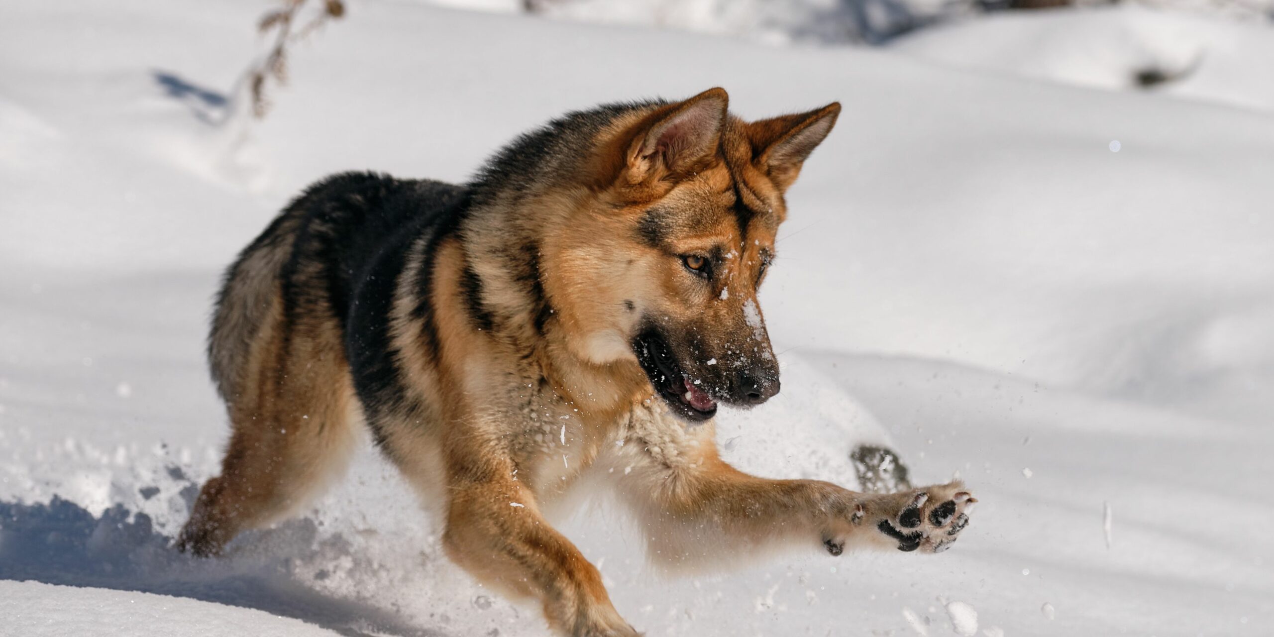 Camminare con il cane su neve e ghiaccio Guida e consigli utili 1 scaled