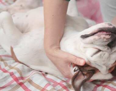 Massaggiatore per cani come scegliere quello giusto