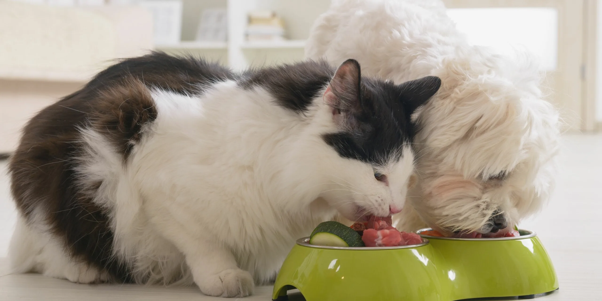 Perche i Gatti Non Dovrebbero Mangiare Cibo per Cani Guida alla Nutrizione Felina scaled