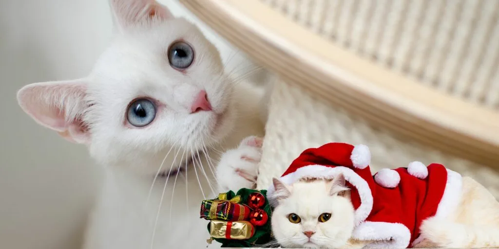 Scopri le 15 Razze di Gatti Bianchi piu Affascinanti e Uniche