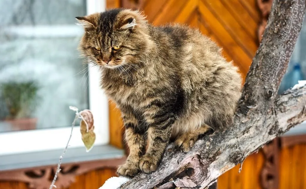 Gatti con Iperfunzione Tiroidea: Cosa Devi Sapere