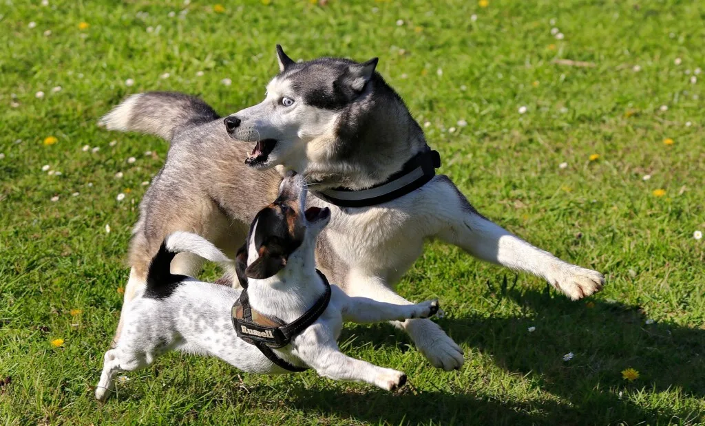 Sentito parlare di Cani Intensi? Scopriamo quali sono le loro caratteristiche e come prendersi cura di loro. 2 Siberian Husky ritratto di razza