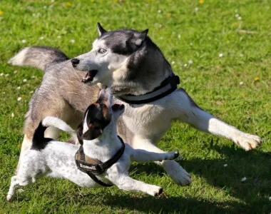 Siberian Husky ritratto di razza