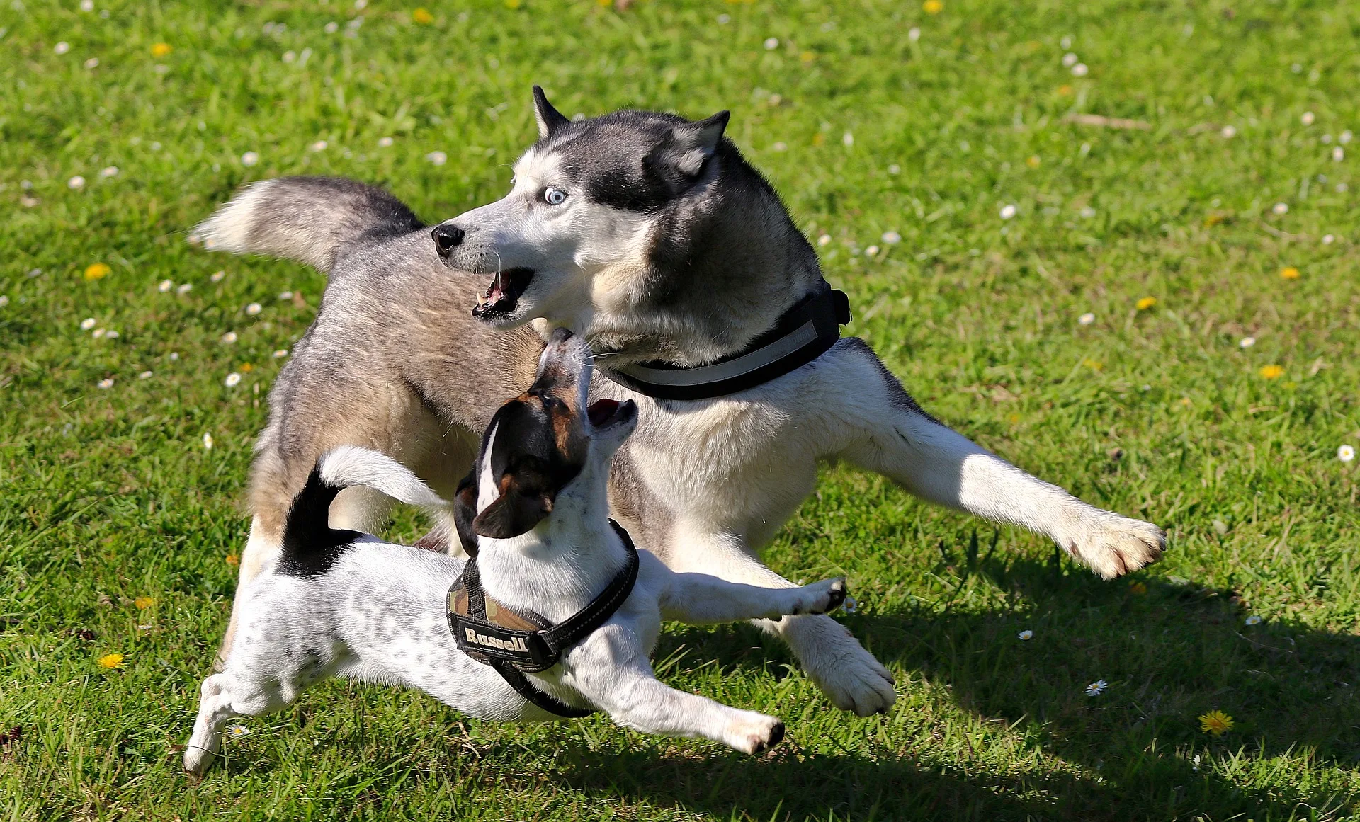 Siberian Husky ritratto di razza