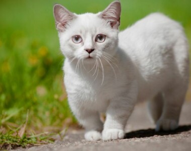 Gatto Munchkin