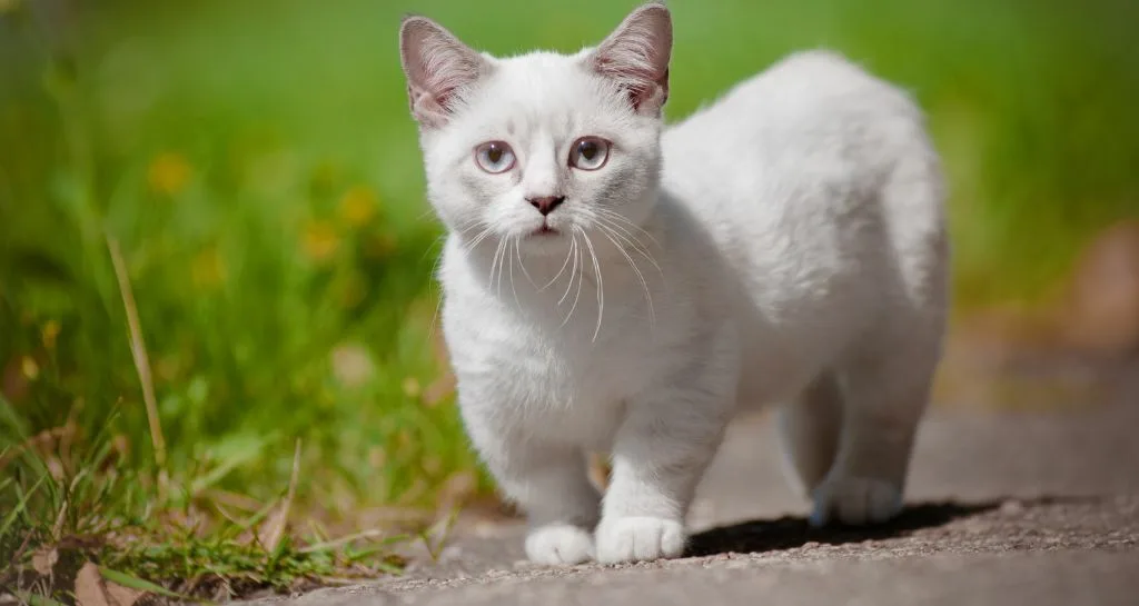 Gatto Munchkin