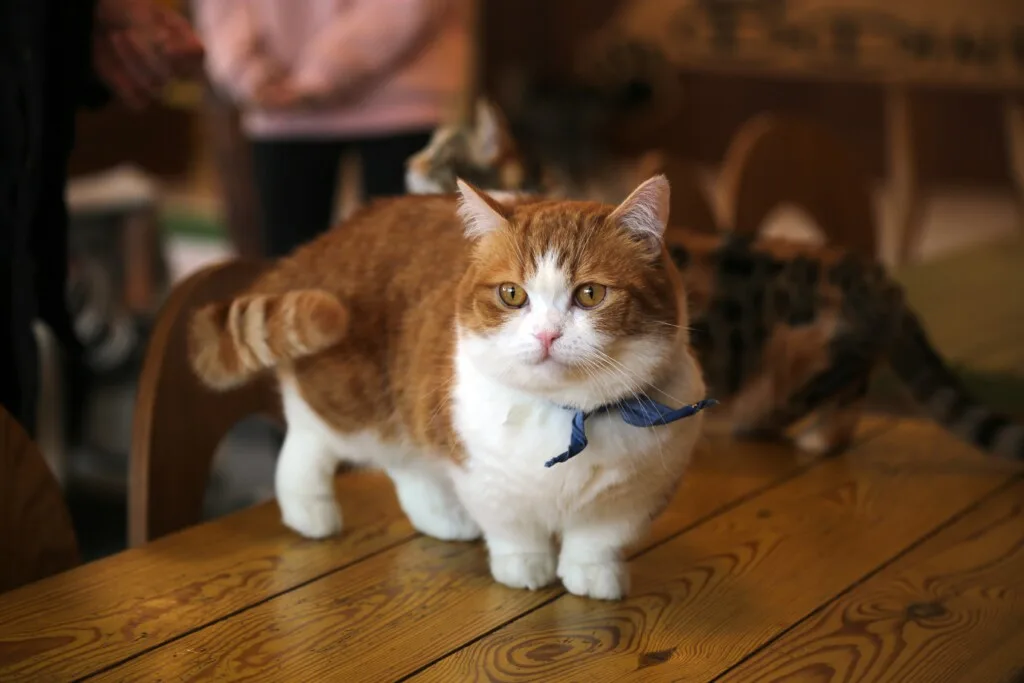 Munchkin cat 2 1