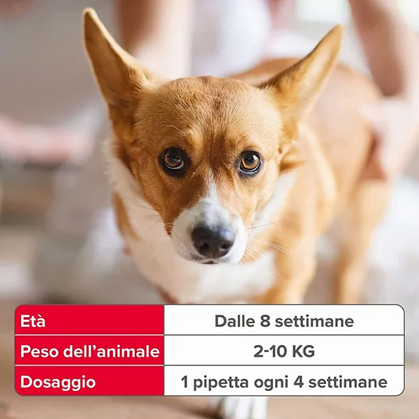 Beaphar Fiprotec Cane Piccolo 2-10kg - Foto 4 | AlanDog