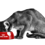 Royal Canin 7 abyssinian adult brand emblematic 4 3 Med. Res. Basic 1