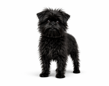 Affenpinscher ritratto di razza