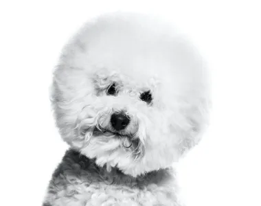 Bichon Frise ritratto di razza