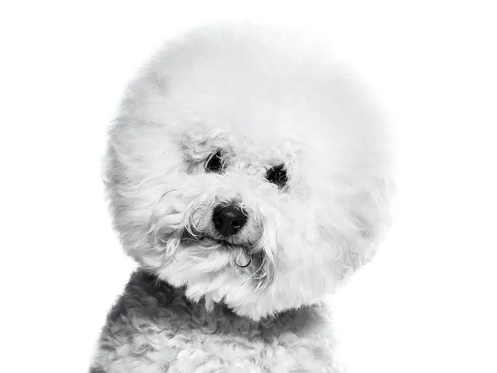 Bichon Frise ritratto di razza