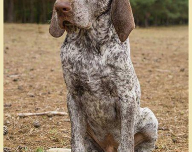 Bracco di Burgos ritratto di razza