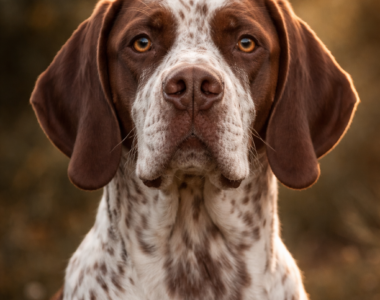 Pachon Navarro ritratto di razza