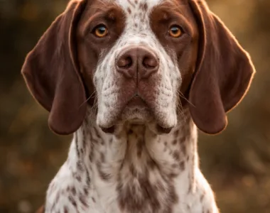 Pachon Navarro ritratto di razza