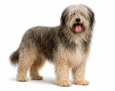 Cane da pastore Catalano o Gos d’Atura ritratto di razza