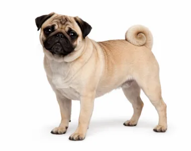 Carlino ritratto di razza