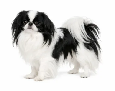 Chin ritratto di razza