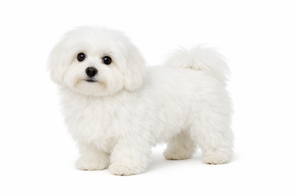 Coton De Tuléar ritratto di razza