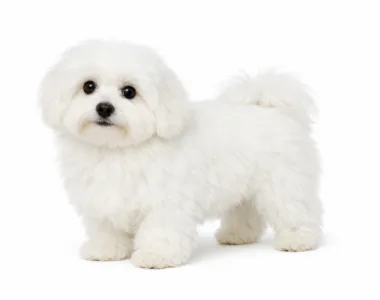 Coton De Tuléar ritratto di razza