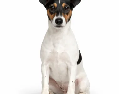 Fox Terrier ritratto di razza