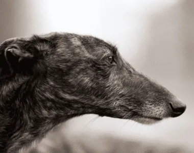 Galgo Español ritratto di razza