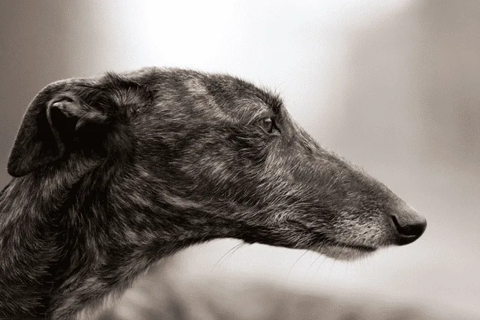 Galgo Español ritratto di razza