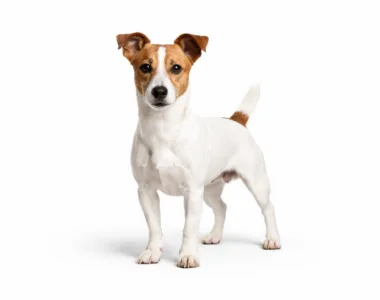 Jack Russell Terrier ritratto di razza
