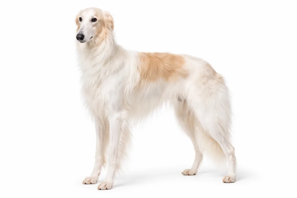 Levriero Russo Borzoi ritratto di razza