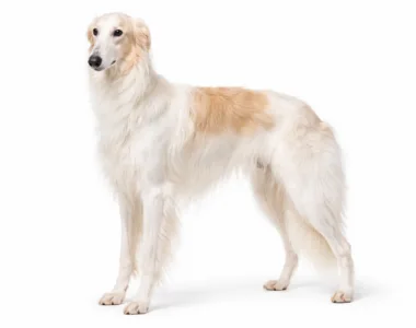 Levriero Russo Borzoi ritratto di razza