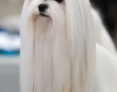 Maltese ritratto di razza