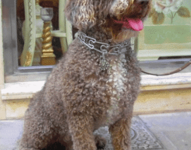 Perro de agua Español ritratto di razza