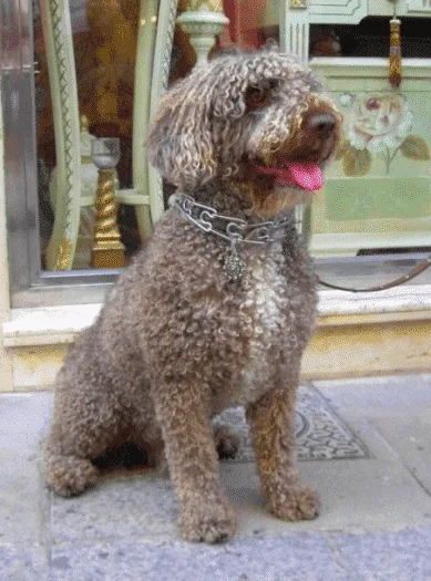 Perro de agua Español ritratto di razza