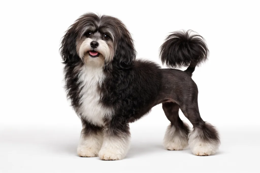 Piccolo Cane Leone ritratto di razza