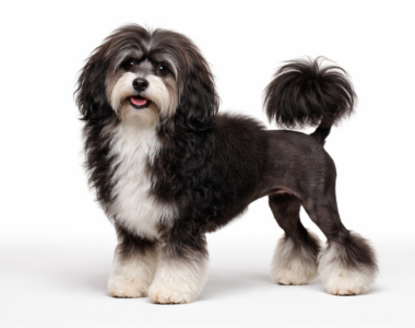 Piccolo Cane Leone ritratto di razza