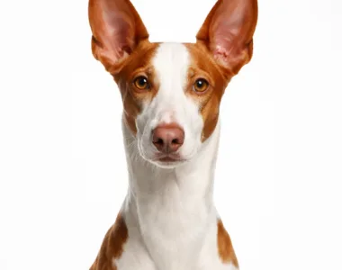 Podenco Ibicenco ritratto di razza