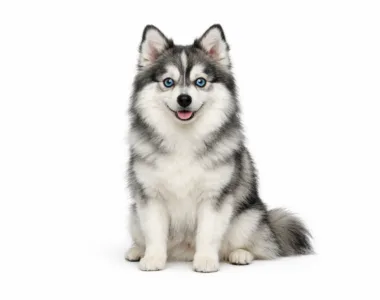 Pomsky ritratto di razza