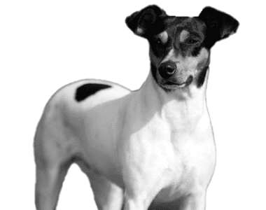 Ratonero Valenciano ritratto di razza