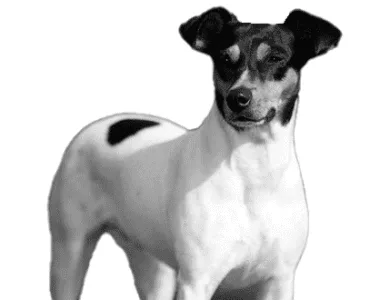 Ratonero Valenciano ritratto di razza