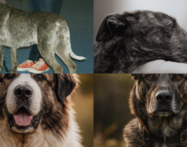 Razze di cani spagnoli panoramica visiva