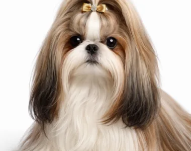 Shih Tzu ritratto di razza