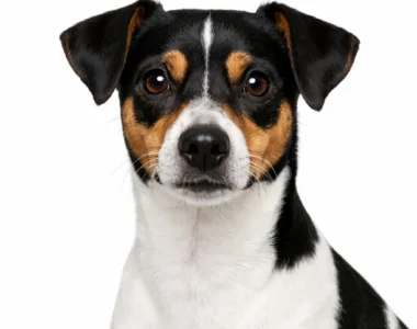 Terrier Brasileiro o Fox Paulistinha ritratto di razza