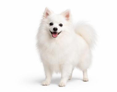 Volpino Italiano ritratto di razza