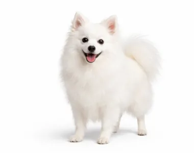 Volpino Italiano ritratto di razza